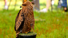 Schwarzmilan (2).jpg